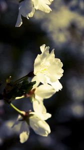 Preview wallpaper macro, flowers, white, black