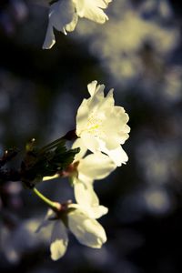 Preview wallpaper macro, flowers, white, black