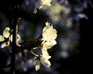 Preview wallpaper macro, flowers, white, black