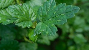 Preview wallpaper macro, gooseberries, drops