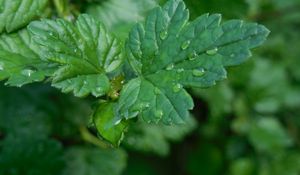 Preview wallpaper macro, gooseberries, drops