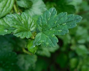 Preview wallpaper macro, gooseberries, drops