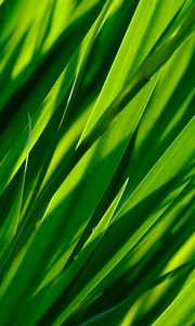 Preview wallpaper macro, grass, leaves, closeup