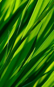 Preview wallpaper macro, grass, leaves, closeup