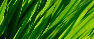 Preview wallpaper macro, grass, leaves, closeup