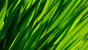 Preview wallpaper macro, grass, leaves, closeup