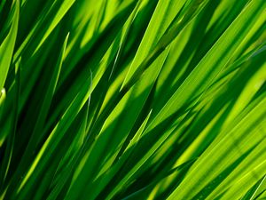 Preview wallpaper macro, grass, leaves, closeup