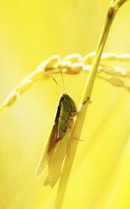 Preview wallpaper macro, grasshopper, light, grass