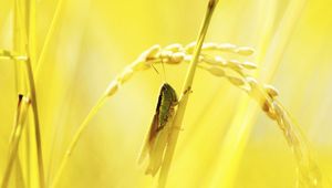 Preview wallpaper macro, grasshopper, light, grass