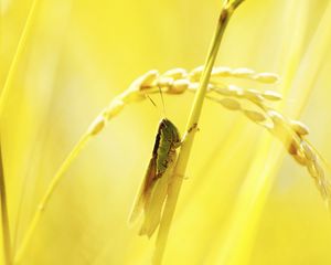 Preview wallpaper macro, grasshopper, light, grass