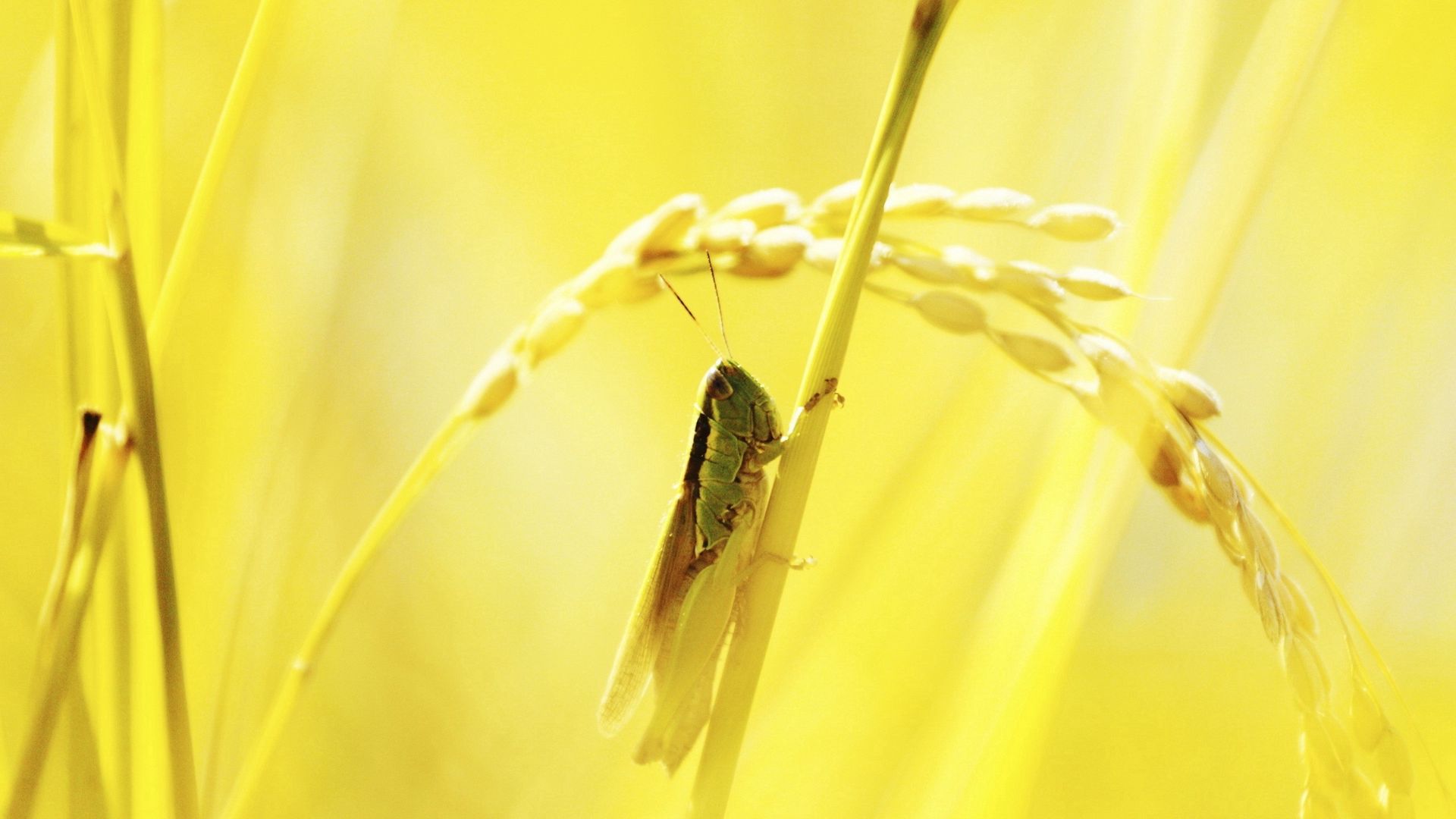 Download wallpaper 1920x1080 macro, grasshopper, light, grass full hd