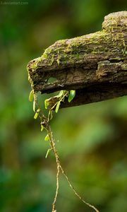 Preview wallpaper macro, green, timber, moss