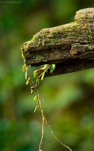 Preview wallpaper macro, green, timber, moss