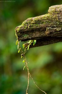 Preview wallpaper macro, green, timber, moss