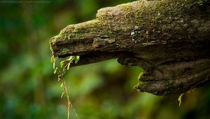 Preview wallpaper macro, green, timber, moss