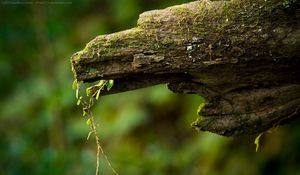 Preview wallpaper macro, green, timber, moss