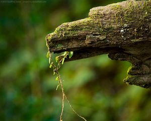 Preview wallpaper macro, green, timber, moss