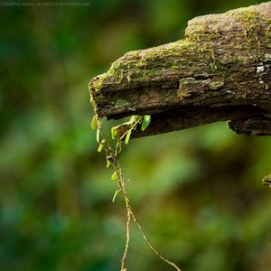 Preview wallpaper macro, green, timber, moss