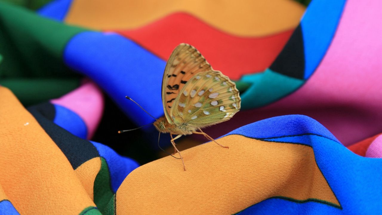 Wallpaper macro, insect, butterfly, dress, summer