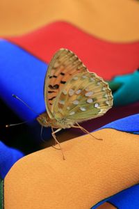 Preview wallpaper macro, insect, butterfly, dress, summer