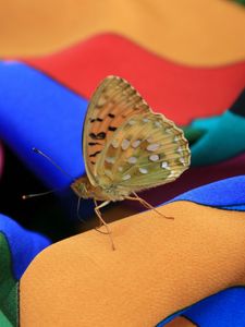 Preview wallpaper macro, insect, butterfly, dress, summer