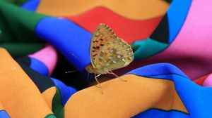 Preview wallpaper macro, insect, butterfly, dress, summer