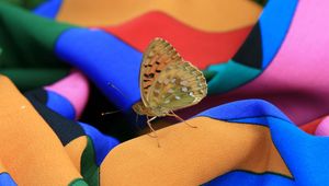 Preview wallpaper macro, insect, butterfly, dress, summer