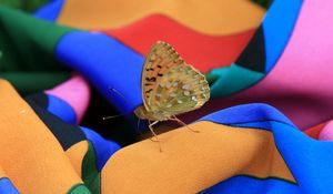 Preview wallpaper macro, insect, butterfly, dress, summer