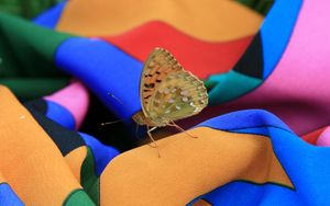 Preview wallpaper macro, insect, butterfly, dress, summer