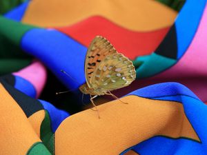 Preview wallpaper macro, insect, butterfly, dress, summer