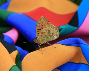 Preview wallpaper macro, insect, butterfly, dress, summer