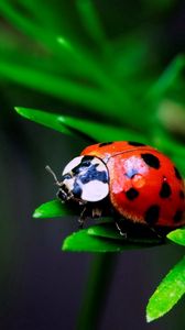 Preview wallpaper macro, insect, ladybird, grass