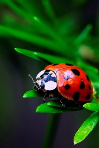 Preview wallpaper macro, insect, ladybird, grass