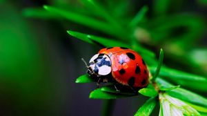 Preview wallpaper macro, insect, ladybird, grass