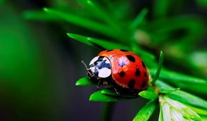 Preview wallpaper macro, insect, ladybird, grass