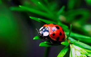 Preview wallpaper macro, insect, ladybird, grass