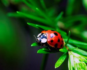 Preview wallpaper macro, insect, ladybird, grass