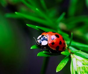 Preview wallpaper macro, insect, ladybird, grass