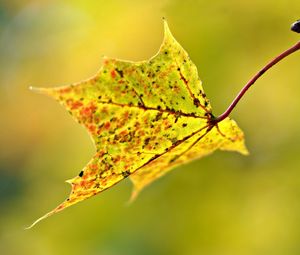 Preview wallpaper macro, leaf, autumn, blur