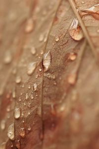 Preview wallpaper macro, leaf, autumn, dry, drops, streaks