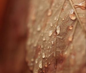 Preview wallpaper macro, leaf, autumn, dry, drops, streaks