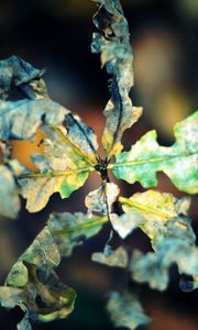 Preview wallpaper macro, leaf, autumn, dry, shriveled