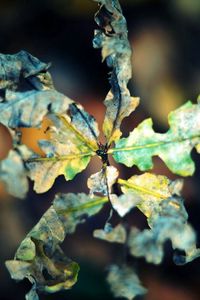 Preview wallpaper macro, leaf, autumn, dry, shriveled