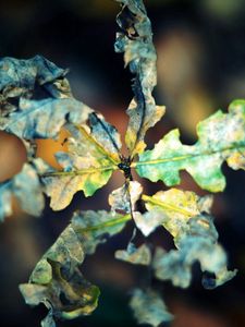 Preview wallpaper macro, leaf, autumn, dry, shriveled