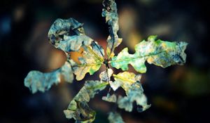 Preview wallpaper macro, leaf, autumn, dry, shriveled