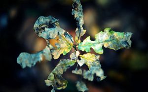 Preview wallpaper macro, leaf, autumn, dry, shriveled