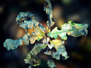 Preview wallpaper macro, leaf, autumn, dry, shriveled