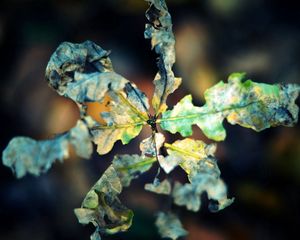 Preview wallpaper macro, leaf, autumn, dry, shriveled