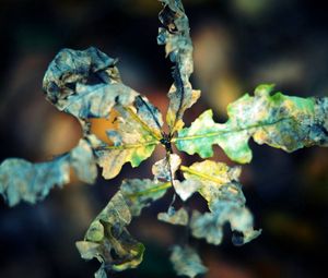 Preview wallpaper macro, leaf, autumn, dry, shriveled