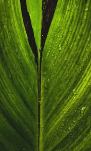 Preview wallpaper macro, leaf, green, stripes